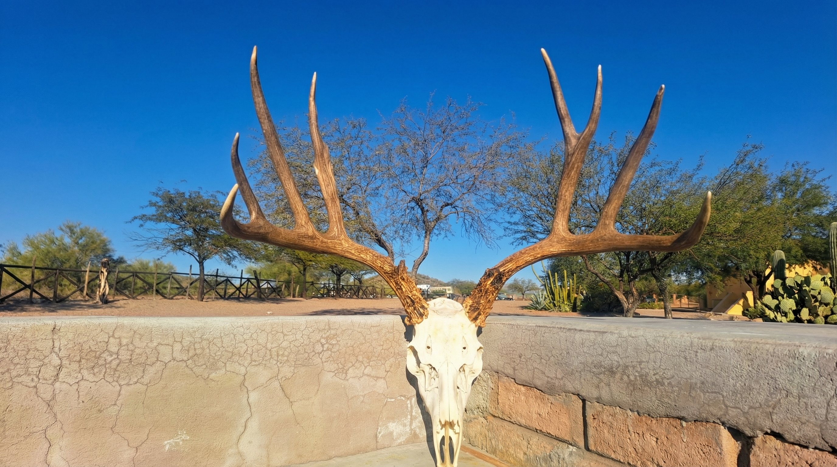 Trophy mule deer hunt