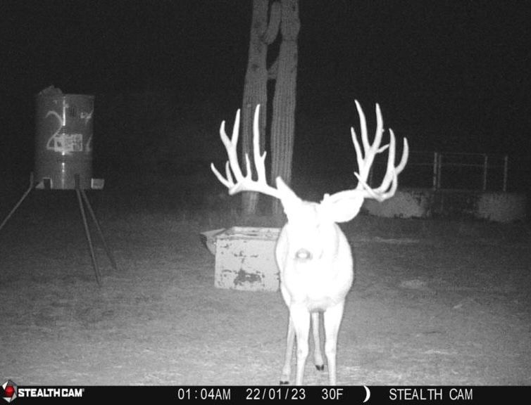 Wildlife of the ranch