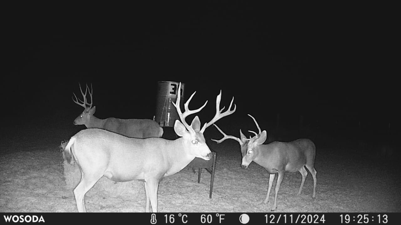 Trail camera - Deer at feeder