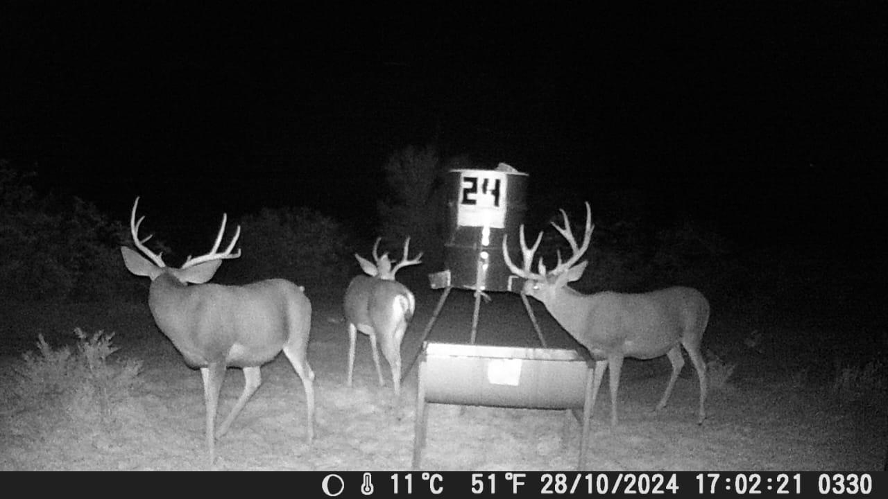Trail camera - Buck sighting