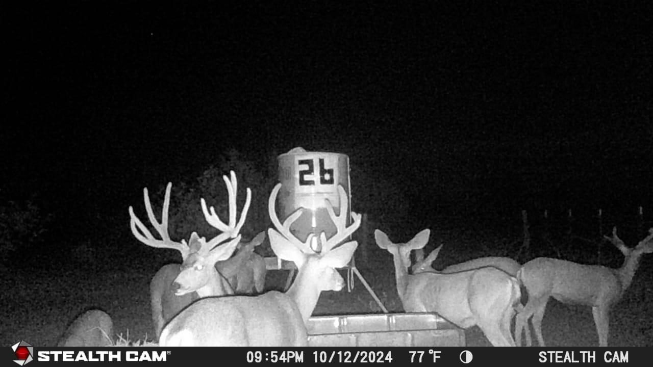 Trail camera - Wildlife activity