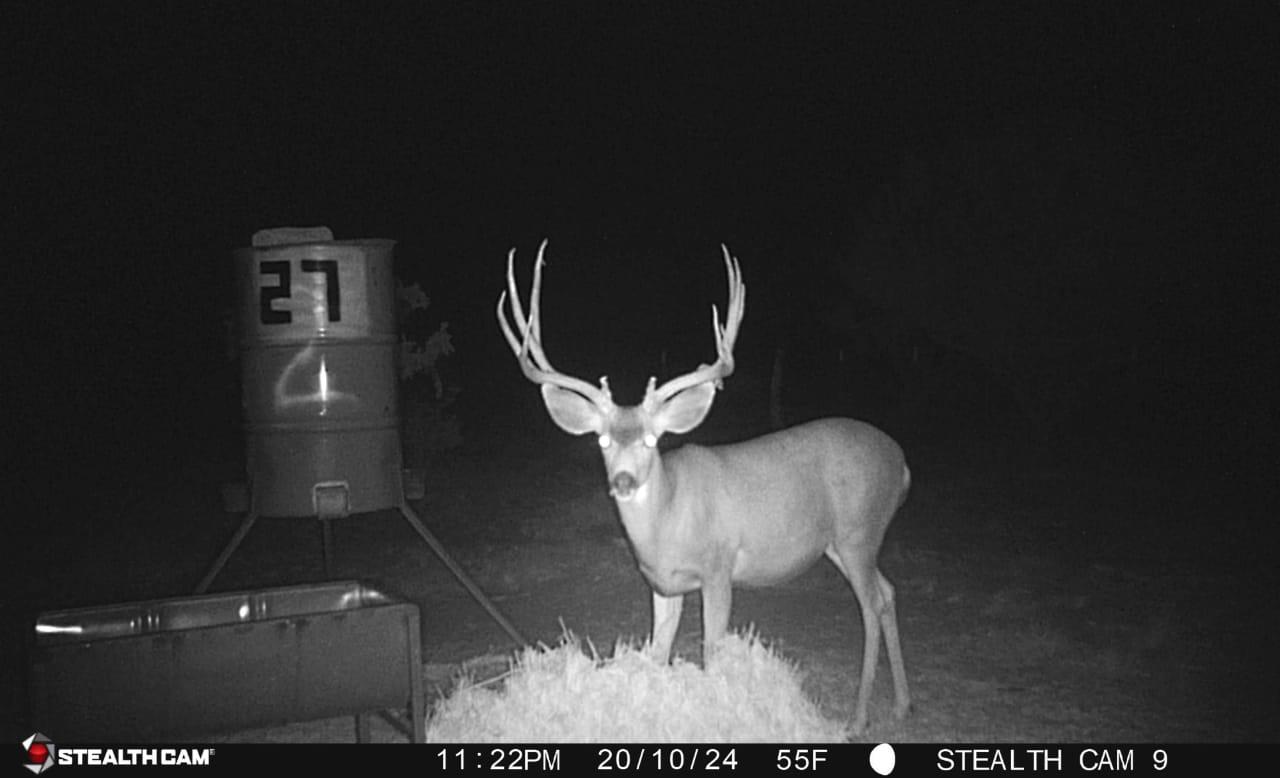 Trail camera - Deer herd