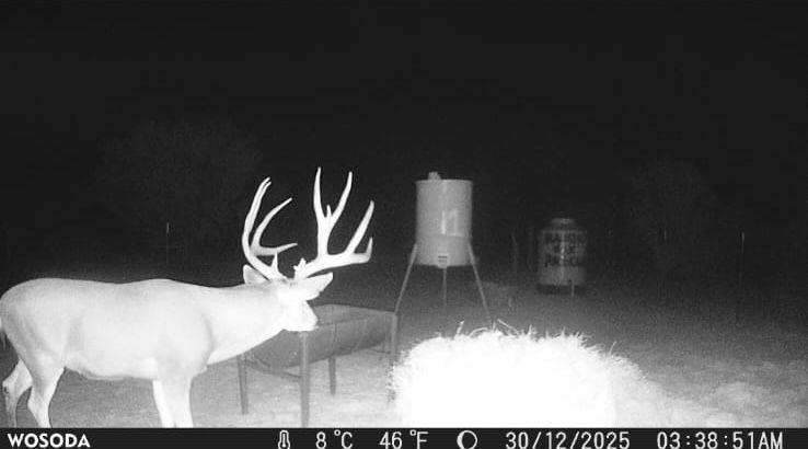 Trail camera - Deer